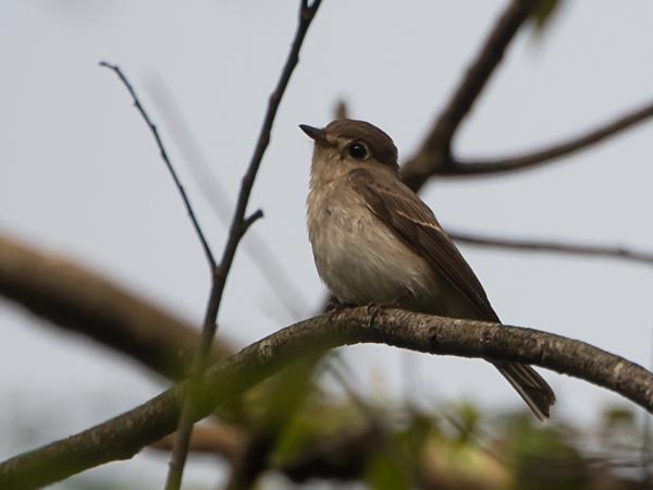 <h3><a href="/trips/srilanka/biota/animalia/chordata/aves/040 passeriformes/108 muscicapidae/muscicapa latirostris/muscicapa latirostris-nl.html">Muscicapa&nbsp;latirostris</a> / Asian&nbsp;brown&nbsp;flycatcher / Bruine&nbsp;vliegenvanger</h3>NIKON D500 met AF-S Nikkor 80-400mm f/4.5-5.6G ED VR, 1/1600 sec  bij F5.6, ISO 400, afstand 10.0&nbsp;m